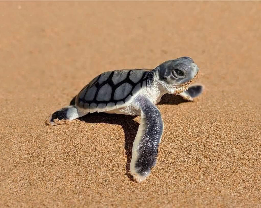 Spinifex Brewery Cable Beach Launches Limited Edition Beer in Support