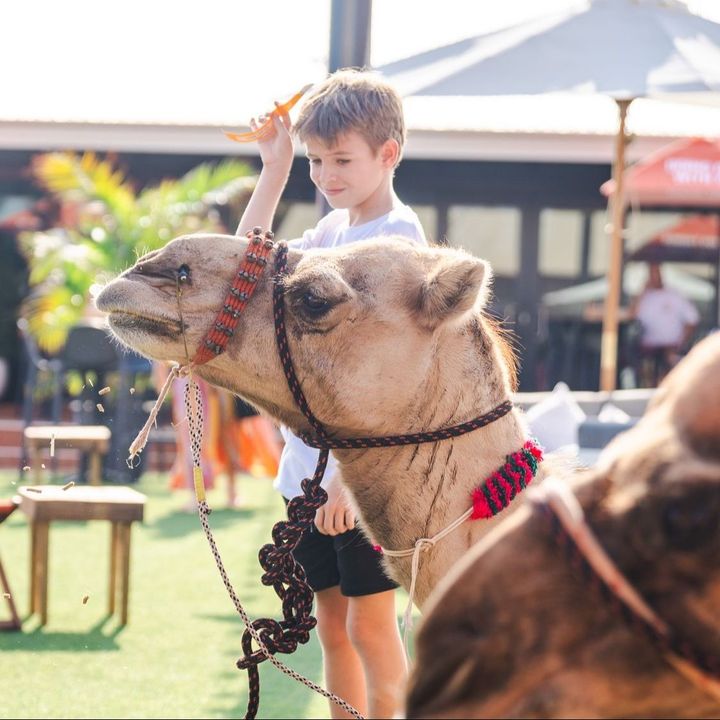 Featured image for “Want to get up close with the iconic Red Sun Camels?”