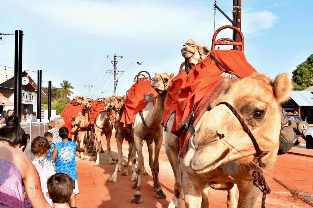 Featured image for “The Red Sun Camels will be waiting for you to feed them some tasty carrots!   Will you come by today?”