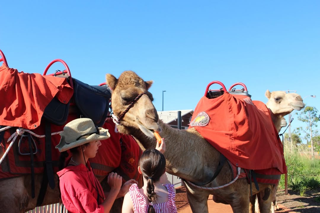 Featured image for “Kids love feeding camels, and we’ve got the perfect spot for it!”