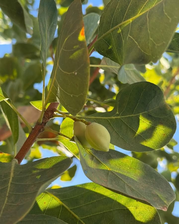Featured image for “First Fruiting of Gubinge Tree at Spinifex Cable Beach: A Special Donation from North West Regional TAFE”