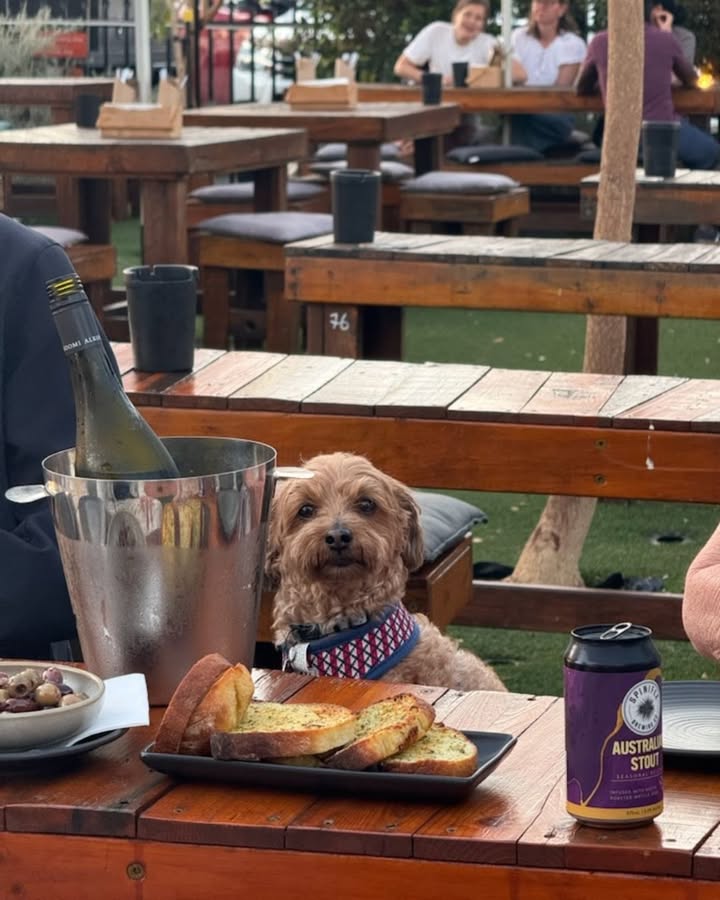 Featured image for “Pet-Friendly Day Out: Bring Your Best Mate to Spinifex Cable Beach”