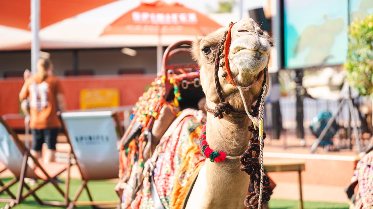 Featured image for “Flexible Wet Season Camel Feedings at Spinifex Cable Beach”